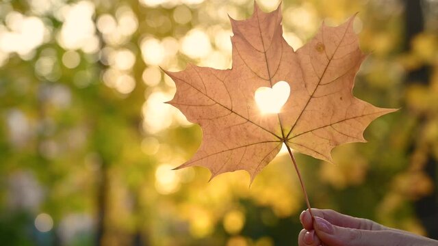 woman's hand keeps yellow leaf with heart in autumn forest 