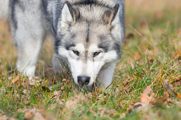 dog sniffing grass on an autumn walk