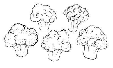 Broccoli hand drawn vector illustration with black outline on white background . Plant-based engraved style items. Isolated set of broccoli. Detailed drawing of vegetarian food. Product of the farmers