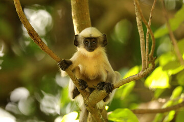 Hanuman Langur, Semnopithecus entellus, Ganeshgudi Karnataka India