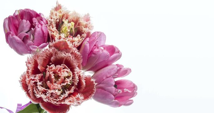 Beautiful bouquet of pink tulips.Timelapse of blooming flowers in bouquet of pink tulips on a white background, close-up. Holiday bouquet. Wedding backdrop, Valentine's Day concept.4K video