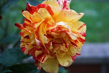 Red and Yellow Rose in Garden