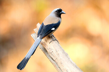 Grey Treepie or Himalayan Treepie , Dendrocitta formosae , Sattal, Uttarakhand, India