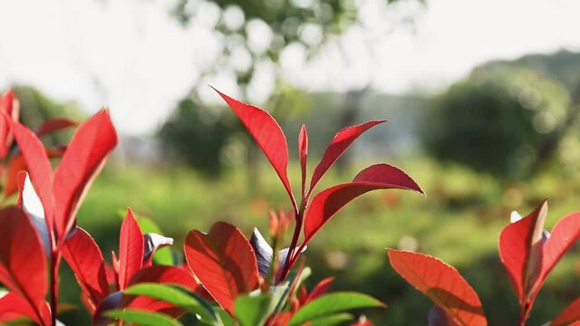 Closeup of fresh red photinia leaves in sunlight. Bokeh natural background