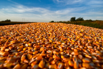 Corn grains in tractor trailer after harvest