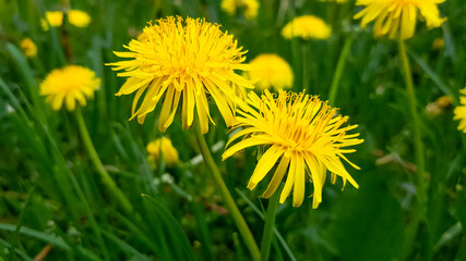 Two bright flowers fluffy yellow dandelions among green grass in field, in summer. Close-up