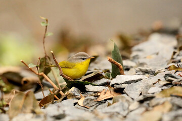 Yellow Bellied Warbler, Abroscopus superciliaris, Nainital, Uttarakhand, India