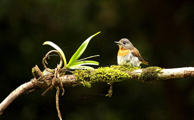 Female White Bellied Blue Flycatcher, Cyornis pallipes, Ganeshgudi, Karnataka, India