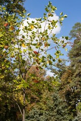 Fototapeta premium Autumn foliage on a background of clouds, bottom view