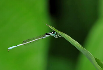 Male Milky Dartlet Damselfly, Agriocnemis lacteola, Sindhudurg, Maharashtra, India