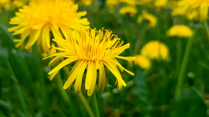 Bright flowers fluffy yellow dandelions among green grass in meadow, in summer. Close-up