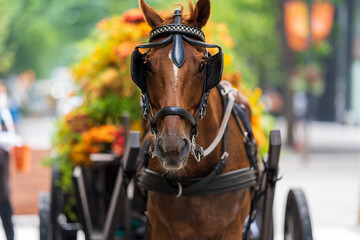 portrait of a horse