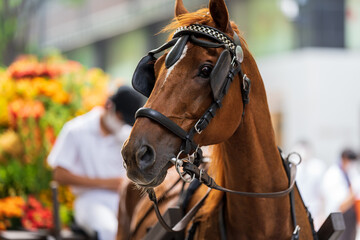 portrait of a horse