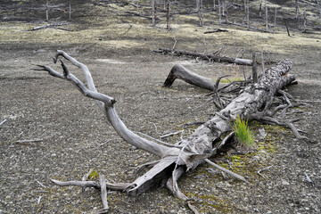 Dead Wood on Kamchatka Peninsula.