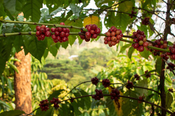 red coffee beans in a coffee plantation on a mountain that will be harvested soon.