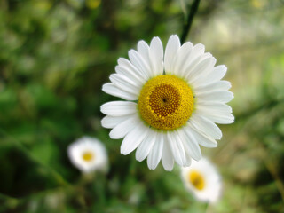 Fototapeta premium Top view of a daisy flower with soft green blurry bokeh background in Greece in June
