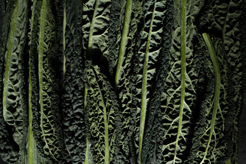 Kale Cavolo Nero leaves close up