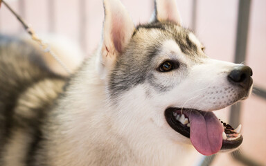 Portrait of thoroughbred Siberian Husky dog