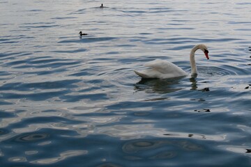 white swan swimming on lake with vibrant blu water