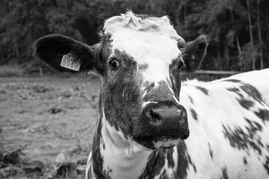 Black and white picture of a close up of the head of a cow with a label in his ear. The cow is looking at you. 