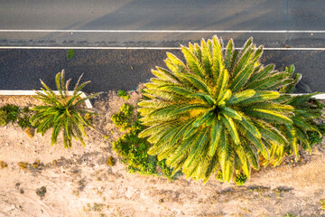Fuerteventura. Road Palm Top Drone VIew. Desert