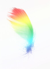 虹色の羽