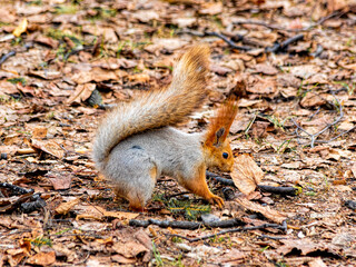 Cautious funny squirel serching for food