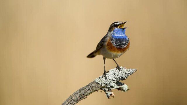 Bluethroat bird close up ( Luscinia svecica )