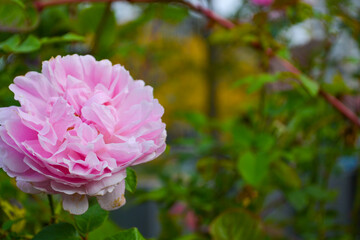 Pink rose flower head isolated against a blurred background