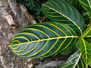 Patterns and shapes of leaves