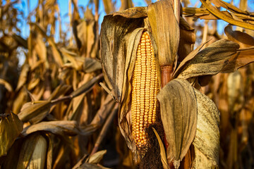 Ripe corn on a dry stalk of a corn plant. Whole corn yield before harvest.