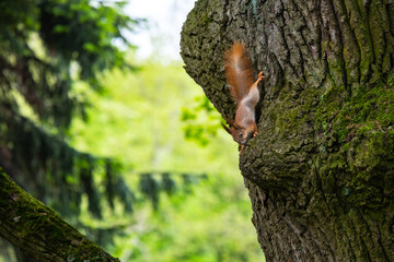 Squirrel on autumn tree nature animal wild life survive 