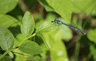 A small blue dragonfly sits on a grass stalk on a Sunny summer day