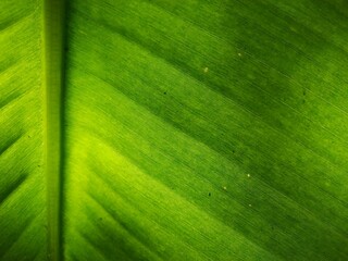 The Green color on Taro leaves