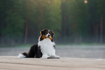the dog lies on a wooden bridge on the lake. Tricolor australian shepherd in nature