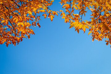Autumn background with yellow leaves on a blue sky background with copy space