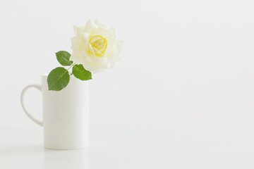 yellow rose in white cup on white background