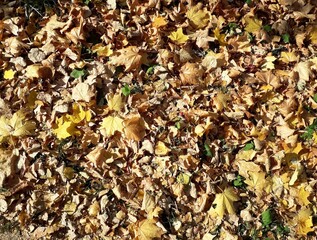 autumn leaves on the ground