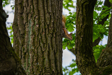 Squirrel on autumn tree nature animal wild life survive 
