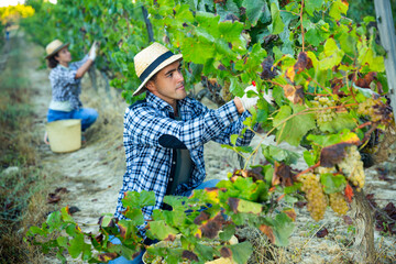 Naklejka na ściany i meble Portrait of male farmer picking harvest of green grapes in vineyard at summertime