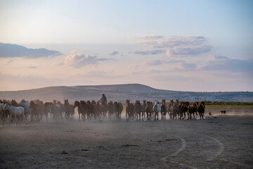 Wild horses run in foggy at sunset. Between Cappadocia and Kayseri, Turkey