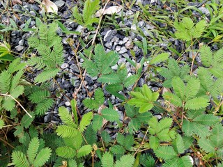 Weeds on the stone pile
