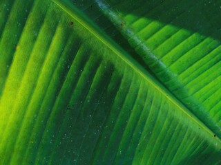 Banana leaves when exposed to morning sunshine