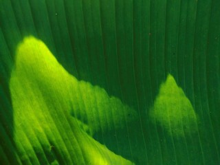 Banana leaves when exposed to morning sunshine