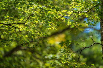 green leaves background