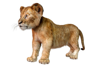Obraz premium 3D Rendering Lion Cub on White