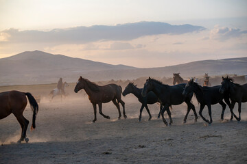Wild horses run in foggy at sunset. Between Cappadocia and Kayseri, Turkey
