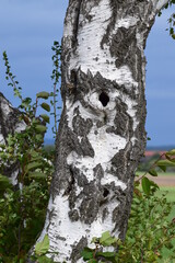 Knothole in Birch