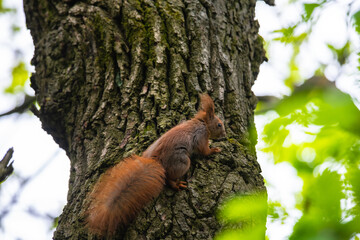 Squirrel on autumn tree nature animal wild life survive 
