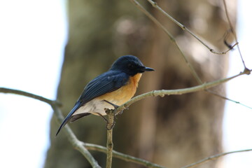 blackbird seating in branch